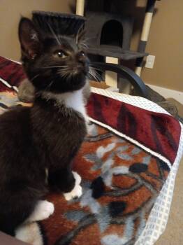 Rescue Domestic Short Hair Cats for Adoption in West Mifflin, Pennsylvania - Fiesta | PetCurious