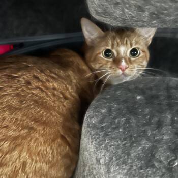 Domestic Short Hair Cats Available for Adoption - Maia | PetCurious