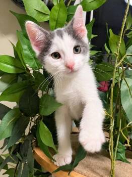 Maverick -  Domestic Short Hair Cat for Adoption in Knoxville, Tennessee - Maverick | PetCurious