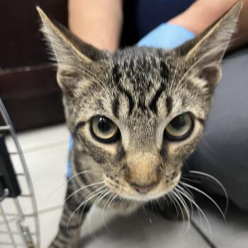Greenie -  Domestic Short Hair Cat for Adoption in Newark, New Jersey - Greenie | PetCurious