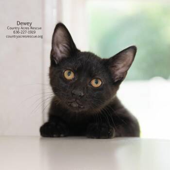 Dewey -  Domestic Short Hair Cat for Adoption in Ballwin, Missouri - Dewey | PetCurious