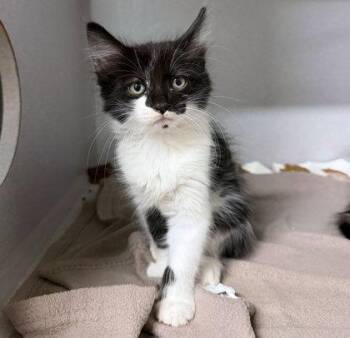Sylvester the Cat -  Domestic Short Hair Cat for Adoption in Sacramento, California - Sylvester The Cat | PetCurious