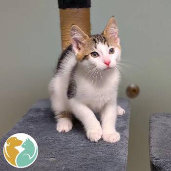 Smore -  Domestic Short Hair Cat for Adoption in Toledo, Ohio - Smore | PetCurious