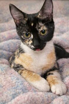 Domestic Short Hair Cats Available for Adoption - Maisy =^.^= | PetCurious
