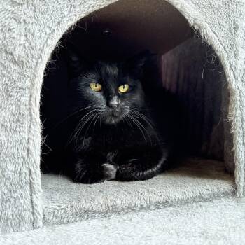 Rescue Domestic Short Hair Cats for Adoption in Warren, Ohio - Tilly | PetCurious