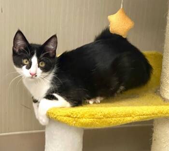 Rescue Tuxedo Cats for Adoption in Westlake Village, California - Reno | PetCurious