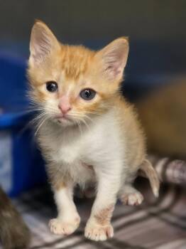 Princess -  Domestic Short Hair Cat for Adoption in Carthage, Missouri - Princess | PetCurious