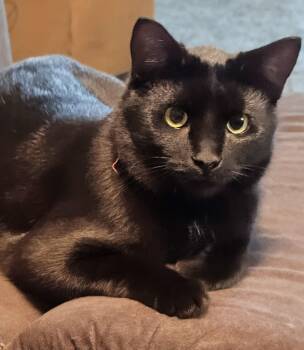 Domestic Short Hair Cats Available for Adoption in West Lafayette, Indiana - Coal | PetCurious
