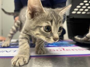 Toffee -  Domestic Short Hair Cat for Adoption in Hamilton, Ontario - Toffee | PetCurious