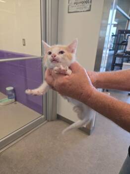 Cooper -  Siamese Cat Available for Adoption in Bossier City, Louisiana - Cooper | PetCurious