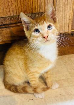 Roux -  Domestic Medium Hair Cat for Adoption in Fort Payne, Alabama - Roux | PetCurious