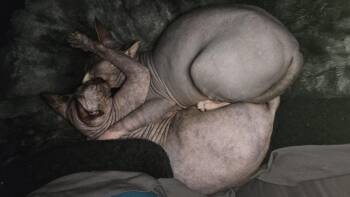 Sphynx Hairless Cat Cats Available for Adoption in City Of Industry, California - Nissa | PetCurious