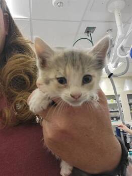 CHELSEA -  Domestic Medium Hair and Domestic Short Hair Cat for Adoption in Albuquerque, New Mexico - CHELSEA | PetCurious