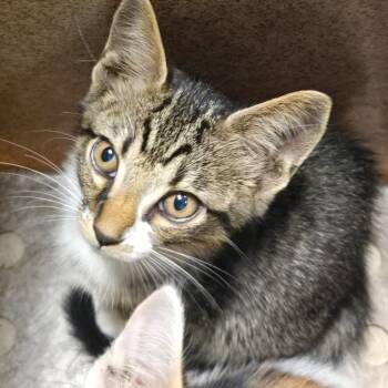 Falcon -  Domestic Short Hair Cat for Adoption in Birmingham, Alabama - Falcon | PetCurious