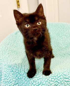 Rippy Trippy is about to make u giggle with joy -  Norwegian Forest Cat and Bombay Cat for Adoption in Bedford Hills, New York - Rippy Trippy Is About To Make U Giggle With Joy | PetCurious