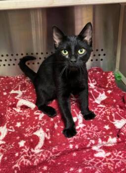 Rescue Domestic Short Hair Cats for Adoption in Laurinburg, North Carolina - Mosquito (25-C0242) | PetCurious