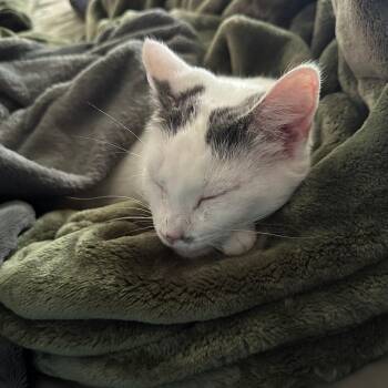 Mama Bear -  Domestic Short Hair Cat Available for Adoption in Honeoye, New York - Mama Bear | PetCurious