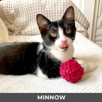 Domestic Short Hair Cats Available for Adoption in Toronto, Ontario - Minnow | PetCurious