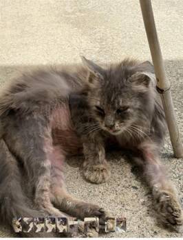 Domestic Long Hair Cats Available for Adoption in Long Beach, California - JANE | PetCurious