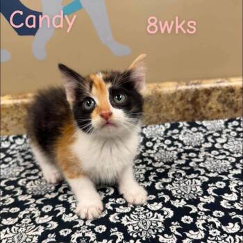 Candy in Manchester, MD -  Domestic Short Hair Cat for Adoption - Candy In Manchester, MD | PetCurious