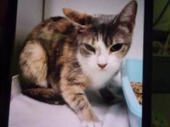 Rescue Domestic Short Hair Cats for Adoption in Princeton, West Virginia - Ginger | PetCurious