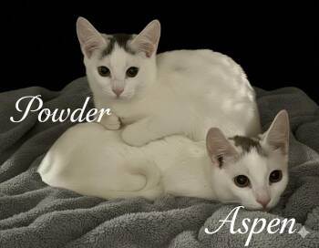 Domestic Short Hair Cats Available for Adoption - Aspen & Powder | PetCurious