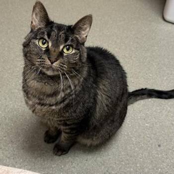 Mama -  Domestic Short Hair Cat for Adoption in Merriam, Kansas - Mama | PetCurious