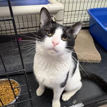 Domestic Short Hair Cats Available for Adoption in Wantagh, New York - Sal | PetCurious
