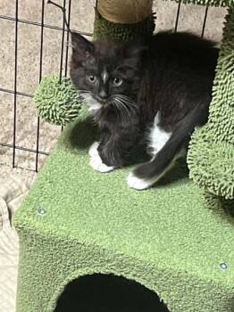 Marta -  Domestic Short Hair Cat for Adoption in Orlando, Florida - Marta | PetCurious