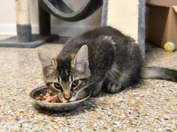 Toffee -  Domestic Medium Hair Cat for Adoption in Fairhope, Alabama - Toffee | PetCurious
