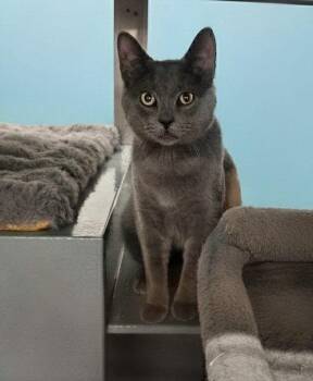 Domestic Short Hair Cats Available for Adoption in Westfield, Wisconsin - Lucky #5 | PetCurious