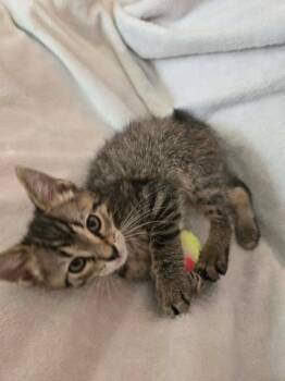 Peanut -  Domestic Short Hair Cat for Adoption in Greenfield, Indiana - Peanut | PetCurious
