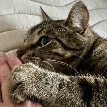 Rescue Domestic Short Hair Cats for Adoption in Lake Geneva, Wisconsin - Tom | PetCurious