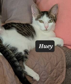 Rescue Domestic Short Hair Cats for Adoption in Dallas, Texas - Huey 9969 | PetCurious