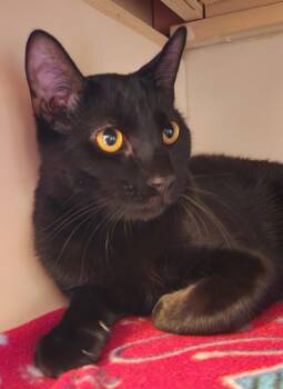 Rescue Domestic Short Hair Cats for Adoption in Conroe, Texas - Rocket (Stephanie‘s Litter) | PetCurious