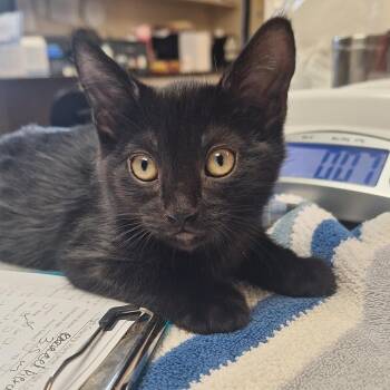 Pierce - In Foster! -  Domestic Short Hair Cat for Adoption in Flagstaff, Arizona - Pierce - In Foster! | PetCurious