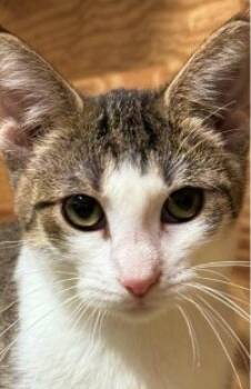 Rescue Domestic Short Hair Cats for Adoption in Morton Grove, Illinois - Kimmy | PetCurious
