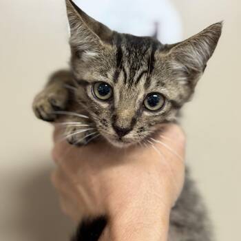 Venus Fly Trap -  Tabby and Domestic Short Hair Cat for Adoption in Columbia, South Carolina - Venus Fly Trap | PetCurious
