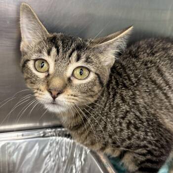 Lisa -  Domestic Short Hair Cat for Adoption in Matteson, Illinois - Lisa | PetCurious