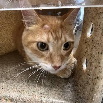 Shakira -  Domestic Short Hair Cat for Adoption in Philadelphia, Pennsylvania - Shakira | PetCurious