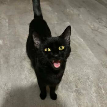 Salem -  Domestic Short Hair Cat for Adoption in Dekalb, Illinois - Salem | PetCurious