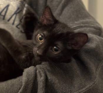 Rescue Domestic Short Hair Cats for Adoption in Lemont, Illinois - Gavrilo | PetCurious