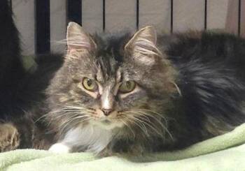 Domestic Long Hair Cats Available for Adoption - Tuxie And Roxie | PetCurious