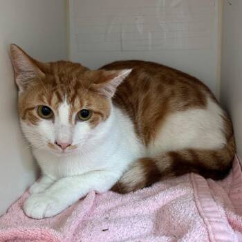 Creamsicle - Coming Soon! -  Domestic Short Hair Cat Available for Adoption in Naperville, Illinois - Creamsicle - Coming Soon! | PetCurious