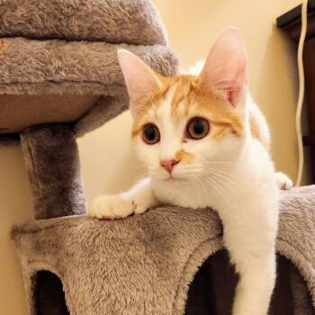 Domestic Short Hair Cats Available for Adoption - Nutmeg | PetCurious