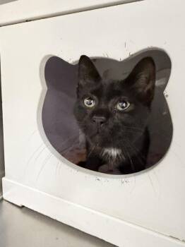 Patton -  Domestic Short Hair Cat for Adoption in Alafaya, Florida - Patton | PetCurious