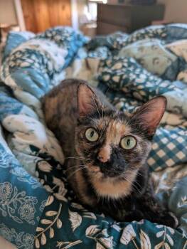 Ember -  Tortoiseshell Cat Available for Adoption in Honeoye, New York - Ember | PetCurious