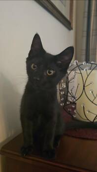 Percy -  Domestic Short Hair Cat for Adoption in Lemoyne, Pennsylvania - Percy | PetCurious
