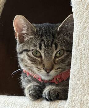 Sir Issac Meowton -  Domestic Short Hair Cat for Adoption in Garden City, Michigan - Sir Issac Meowton | PetCurious