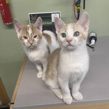 TOOTIE -  American Shorthair Cat for Adoption in Pinedale, Wyoming - TOOTIE | PetCurious